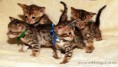 /album/litter-a-studio-photos-at-4-weeks-old/dsc-0858-jpg1/
