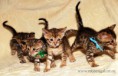 /album/litter-a-studio-photos-at-4-weeks-old/dsc-0865-jpg1/