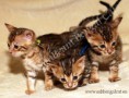 /album/litter-a-studio-photos-at-4-weeks-old/dsc-0871-jpg2/
