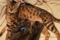 /album/litter-a-studio-photos-at-4-weeks-old/dsc-0985-jpg2/