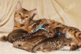 /album/litter-a-studio-photos-at-4-weeks-old/dsc-0967-jpg1/