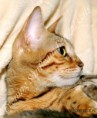 /album/litter-a-studio-photos-at-4-weeks-old/dsc-0976-jpg/