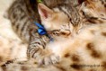 /album/litter-a-studio-photos-at-4-weeks-old/dsc-0981-jpg1/