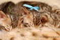 /album/litter-a-studio-photos-at-4-weeks-old/dsc-0982-jpg1/