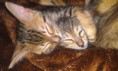 /album/we-still-have-2-available-kittens-visit-us-n-reserve-now-/imag1701-jpg1/