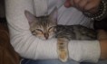 /album/we-still-have-2-available-kittens-visit-us-n-reserve-now-/imag1705-jpg1/