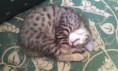 /album/we-still-have-2-available-kittens-visit-us-n-reserve-now-/imag1730-jpg1/