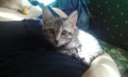 /album/we-still-have-2-available-kittens-visit-us-n-reserve-now-/imag1733-jpg1/