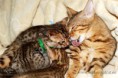 /album/litter-a/dsc-0936-jpg1/