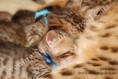 /album/litter-a/dsc-0978-jpg/