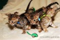 /album/litter-a/dsc-0885-jpg/